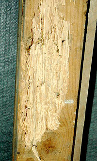 Befallener Dachsparren