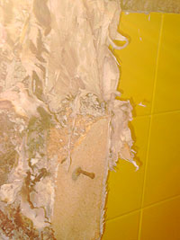 Echter Hausschwamm - Fruchtk&ouml;rper