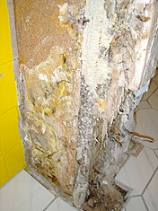 Echter Hausschwamm - Entfernter Fruchtk&ouml;rper und Mycelstr&auml;nge