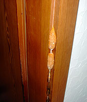 Echter Hausschwamm - Fruchtk&ouml;rper - Auswachsung an einer T&uuml;rzarge